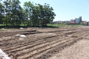 تولید درختان غیر مثمر در فضای سبز شهرداری ملارد