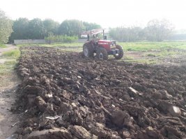 تولید درختان غیر مثمر در فضای سبز شهرداری ملارد