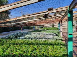 تولید 10هزار گلدان گل فصلی (کلم زینتی) در شهرداری ملارد