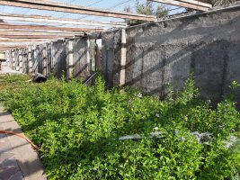 تولید 10هزار گلدان گل فصلی (کلم زینتی) در شهرداری ملارد