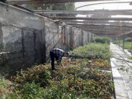 تولید 10هزار گلدان گل فصلی (کلم زینتی) در شهرداری ملارد