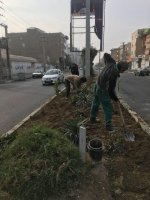 کاشت نهال در بلوارهای شهر ملارد آغاز شد