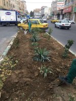 کاشت نهال در بلوارهای شهر ملارد آغاز شد