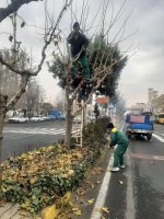  آغازعملیات هرس زمستانه درختان شهرملارد از اواسط آذرماه سال جاری