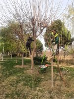  آغازعملیات هرس زمستانه درختان شهرملارد از اواسط آذرماه سال جاری