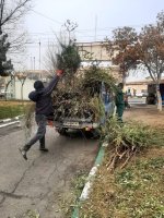  آغازعملیات هرس زمستانه درختان شهرملارد از اواسط آذرماه سال جاری