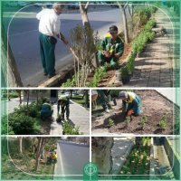  کاشت گسترده تولیدات گیاهی در سطح شهر ملارد