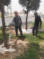 سمپاشی درختان سرو نقره‌ای در بلوار دکتر حسابی برای مقابله با بیماری‌های قارچی