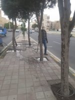 سمپاشی درختان سرو نقره‌ای در بلوار دکتر حسابی برای مقابله با بیماری‌های قارچی