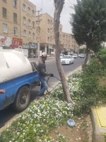 سمپاشی درختان سرو نقره‌ای در بلوار دکتر حسابی برای مقابله با بیماری‌های قارچی