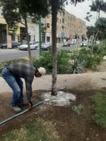 سمپاشی درختان سرو نقره‌ای در بلوار دکتر حسابی برای مقابله با بیماری‌های قارچی