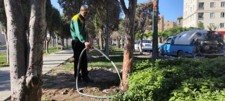سمپاشی درختان سرو نقره‌ای در بلوار دکتر حسابی برای مقابله با بیماری‌های قارچی