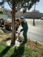سمپاشی درختان سرو نقره‌ای در بلوار دکتر حسابی برای مقابله با بیماری‌های قارچی