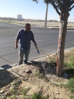 سمپاشی درختان سرو نقره‌ای در بلوار دکتر حسابی برای مقابله با بیماری‌های قارچی