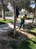 سمپاشی درختان سرو نقره‌ای در بلوار دکتر حسابی برای مقابله با بیماری‌های قارچی
