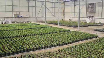 اقدامات گسترده سازمان فضای سبز شهرداری ملارد در حوزه تولیدات و تلاش برای خودکفایی و تکثیر انواع گل و گیاه