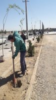 غرس درختان غیر مثمر در حاشیه بلوار شهیدان شوریابی