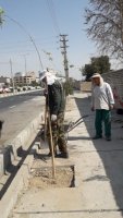 اجرای کاشت نهال غیر مثمر در بلوار شهید مطهری