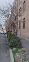 در فصل زمستان حفظ و نگهداری فضای سز شهر ملارد همچنان ادامه دارد