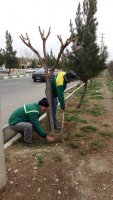 در فصل زمستان حفظ و نگهداری فضای سز شهر ملارد همچنان ادامه دارد