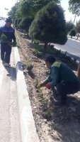 گل کاری و کاشت نهال در سطح شهر توسط شهرداری ملارد